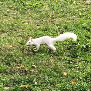 Meet your Posher, Xiaoji